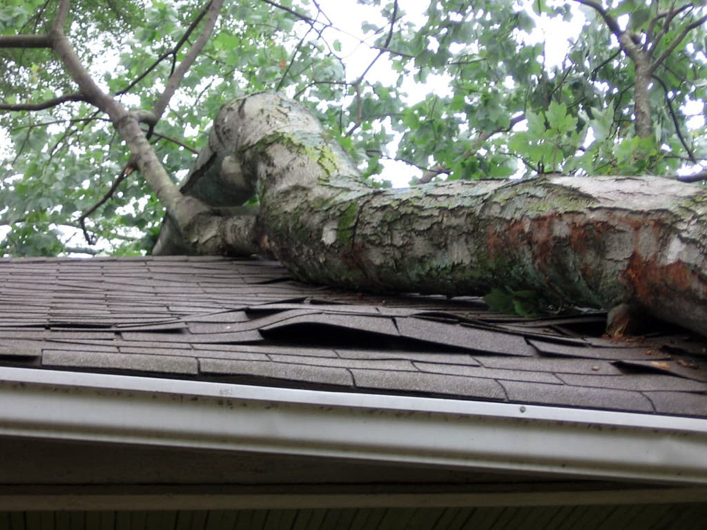 Fallen Tree Removal
